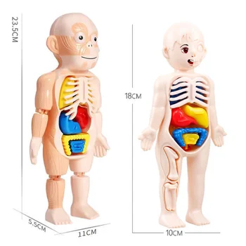 Детская медицинская игрушка для раннего обучения, имитирующая человеческое тело, скелет, анатомическую структуру органа, забавная игрушка