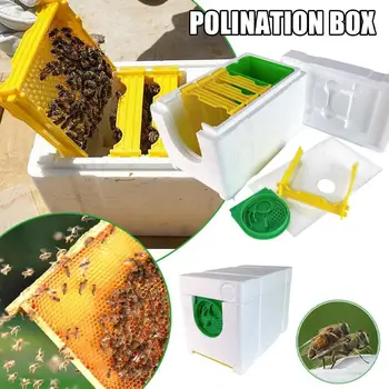 4шт Оптом Новая Модель Mini Nuc Полный Мини-Улей Для Спаривания С Пластиковыми Рамками Съемный Питатель Пчеловодческий Ящик Для Опыления